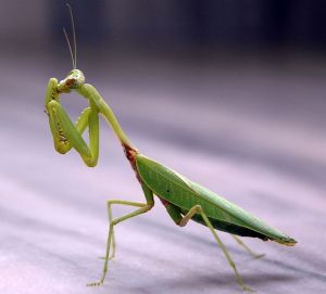 663px-praying_mantis_india